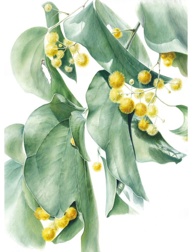 Elephant Ear Wattle (Acacia dunnii) – Anastasia Maximova – Darwin City Lightbox Exhibition 2025