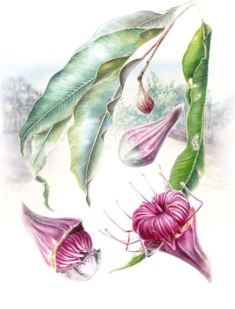 Swamp Bloodwood (Corymbia ptychocarpa) – Anastasia Maximova – Darwin City Lightbox Exhibition 2025