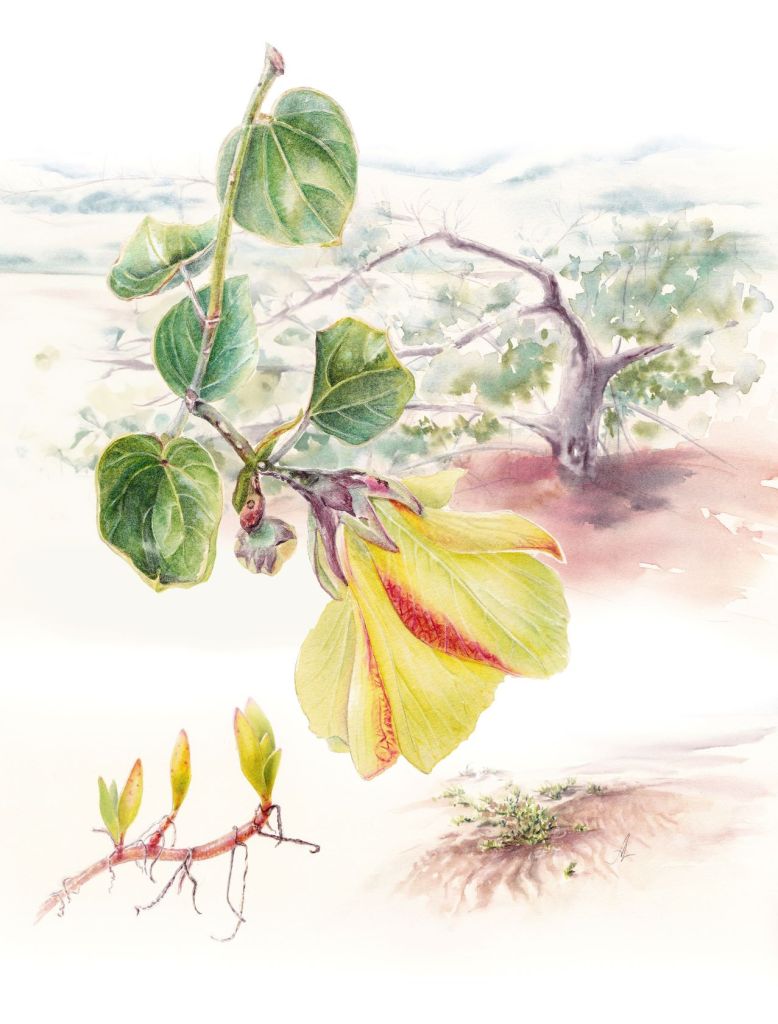 Sea Hibiscus and Sea Purslane (Hibiscus tiliaceus, Sesuvium portulacastrum) – Anastasia Maximova – Darwin City Lightbox Exhibition 2025