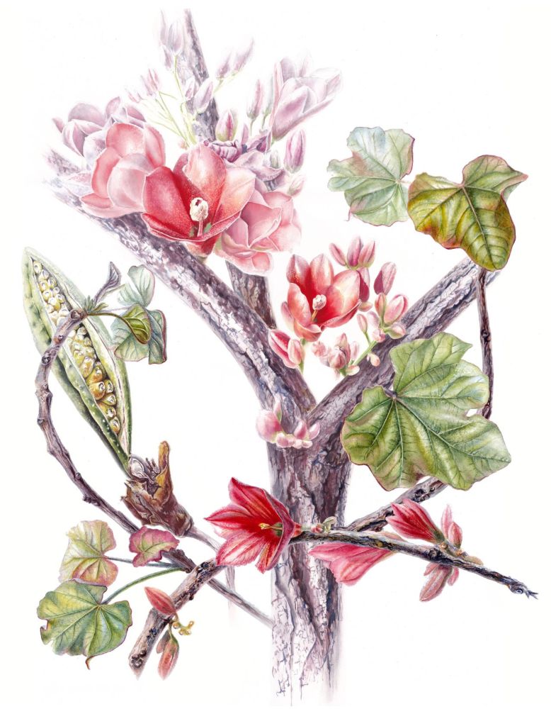 Red-Flowering Kurrajong (Brachychiton megaphyllus) – Anastasia Maximova – Darwin City Lightbox Exhibition 2025