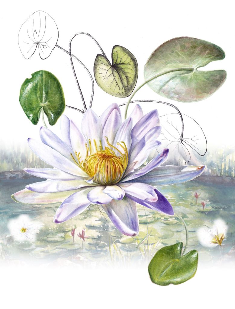 Waterlilies (Nymphaea violacea, Nymphoides indica) – Anastasia Maximova – Darwin City Lightbox Exhibition 2025