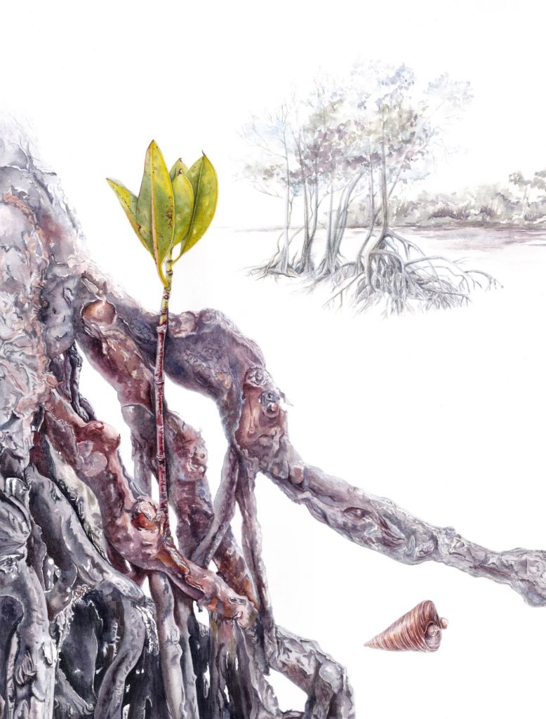 Spotted Mangrove (Rhizophora stylosa) – Anastasia Maximova – Darwin City Lightbox Exhibition 2025