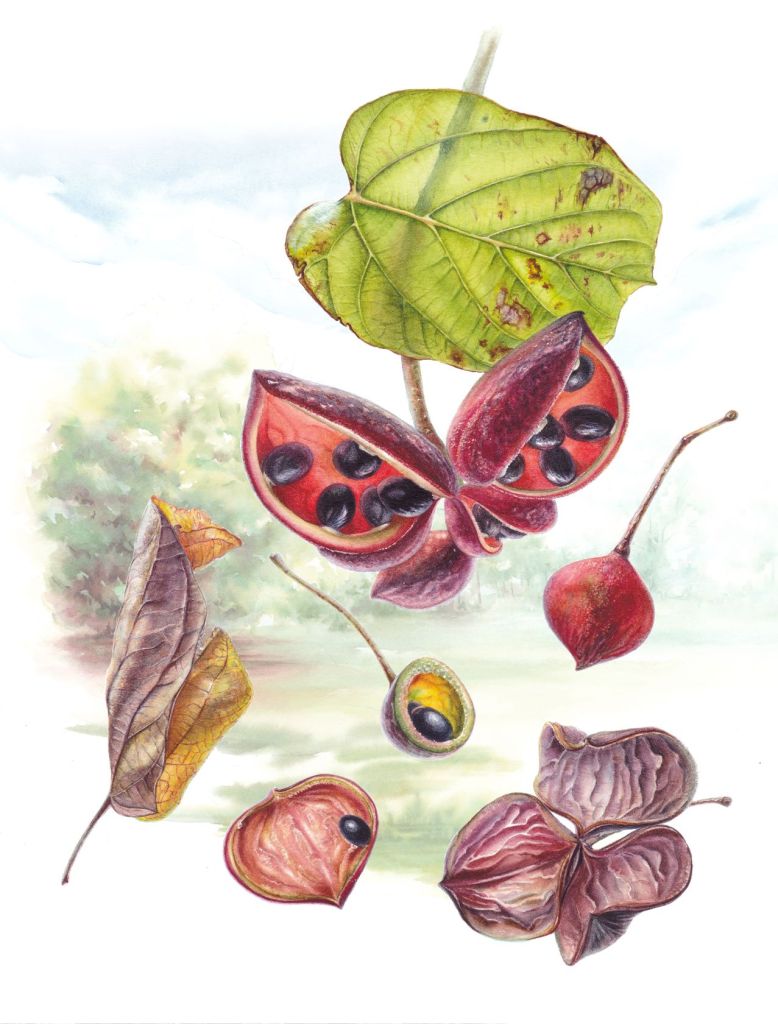 Peanut Tree (Sterculia quadriﬁda) – Anastasia Maximova – Darwin City Lightbox Exhibition 2025