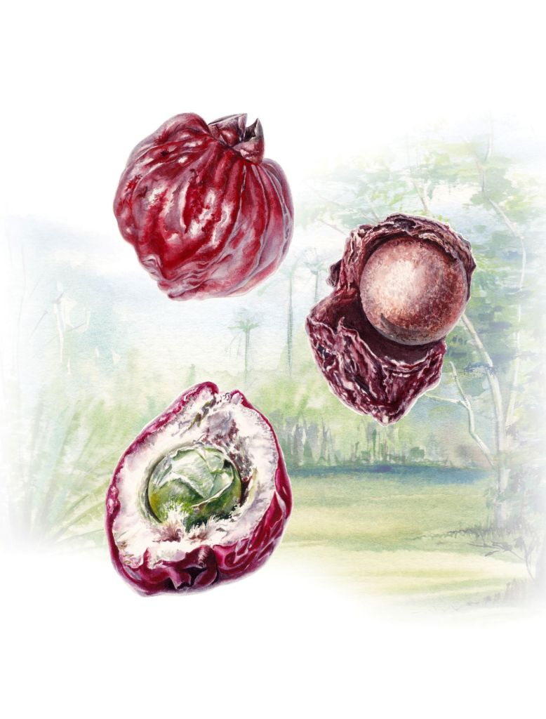 Red Bush Apple (Syzygium suborbiculare) – Anastasia Maximova – Darwin City Lightbox Exhibition 2025